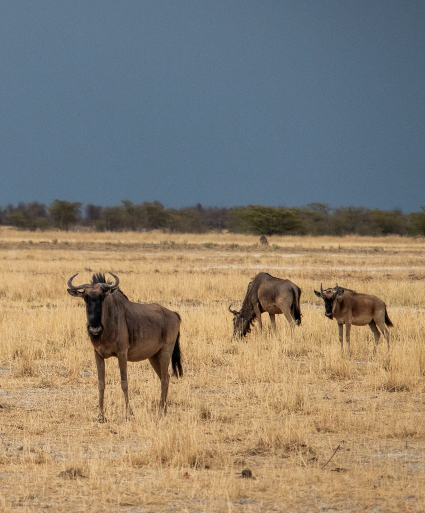gnoes in Makgadikgadi pans