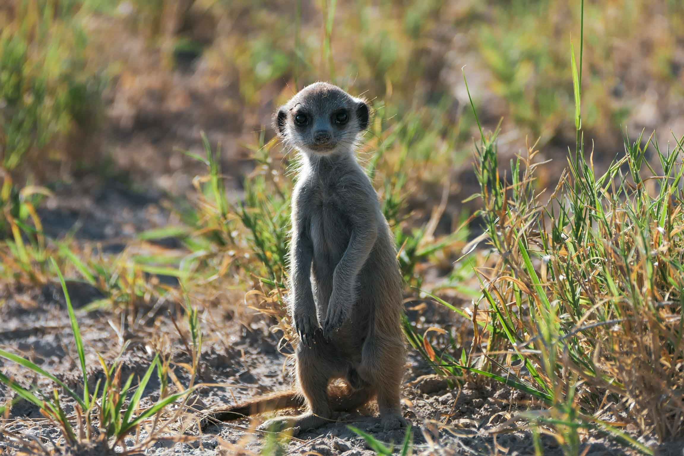 Stokstaart in Makgadikgadi Pans
